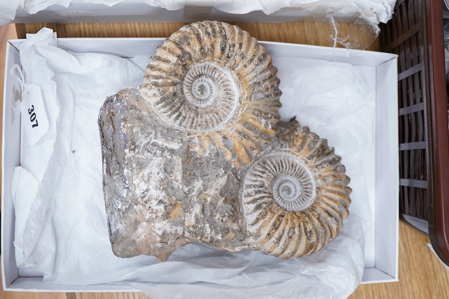 A collection of fossils, etc., including; echinoids, ammonites, fossilised tree fern sample, shells, grypia, a large bone, two large ammonites prepared on one matrix, etc.